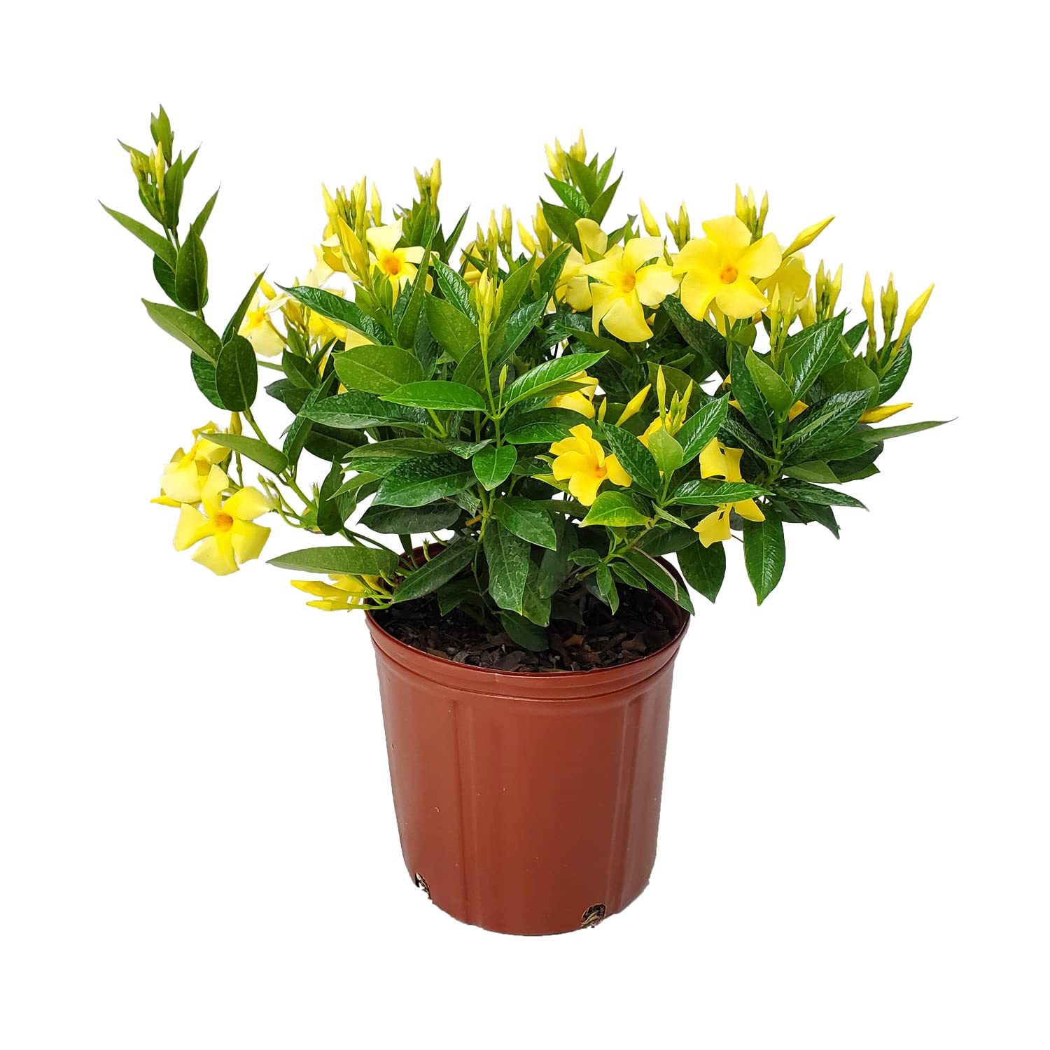 Amazon.com : Yellow Dipladenia Bush Live Flowering Plant - 22